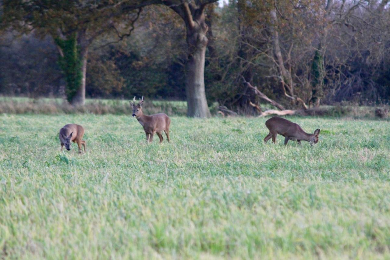 Hunston Mill Self Catering Dog For Free Holiday home